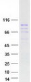ZNF496 / NZIP1 Protein - Purified recombinant protein ZNF496 was analyzed by SDS-PAGE gel and Coomassie Blue Staining