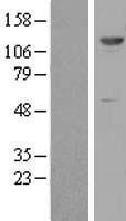 ZNF500 Protein - Western validation with an anti-DDK antibody * L: Control HEK293 lysate R: Over-expression lysate