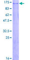 ZNF507 Protein - 12.5% SDS-PAGE of human ZNF507 stained with Coomassie Blue