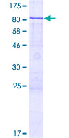 ZNF530 Protein - 12.5% SDS-PAGE of human ZNF530 stained with Coomassie Blue
