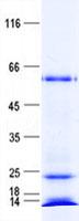 ZNF548 Protein