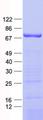 ZNF549 Protein