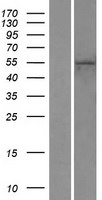 ZNF556 Protein - Western validation with an anti-DDK antibody * L: Control HEK293 lysate R: Over-expression lysate