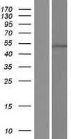 ZNF557 Protein - Western validation with an anti-DDK antibody * L: Control HEK293 lysate R: Over-expression lysate
