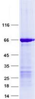 ZNF558 Protein