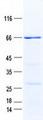 ZNF561 Protein