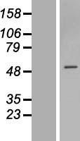 ZNF563 Protein - Western validation with an anti-DDK antibody * L: Control HEK293 lysate R: Over-expression lysate