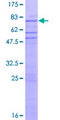 ZNF563 Protein - 12.5% SDS-PAGE of human ZNF563 stained with Coomassie Blue