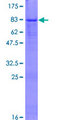 ZNF565 Protein - 12.5% SDS-PAGE of human ZNF565 stained with Coomassie Blue
