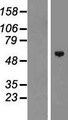 ZNF572 Protein - Western validation with an anti-DDK antibody * L: Control HEK293 lysate R: Over-expression lysate