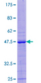 ZNF576 Protein - 12.5% SDS-PAGE of human ZNF576 stained with Coomassie Blue
