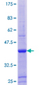 ZNF585A Protein - 12.5% SDS-PAGE of human ZNF585A stained with Coomassie Blue