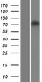ZNF605 Protein - Western validation with an anti-DDK antibody * L: Control HEK293 lysate R: Over-expression lysate