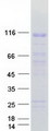 ZNF606 Protein - Purified recombinant protein ZNF606 was analyzed by SDS-PAGE gel and Coomassie Blue Staining