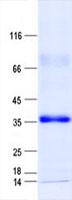 ZNF625 Protein