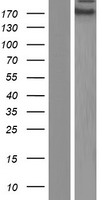ZNF646 Protein - Western validation with an anti-DDK antibody * L: Control HEK293 lysate R: Over-expression lysate