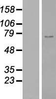 ZNF667 / MIPU1 Protein - Western validation with an anti-DDK antibody * L: Control HEK293 lysate R: Over-expression lysate