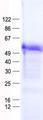 ZNF669 Protein