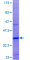 ZNF673 Protein - 12.5% SDS-PAGE of human ZNF673 stained with Coomassie Blue