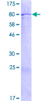 ZNF680 Protein - 12.5% SDS-PAGE of human ZNF680 stained with Coomassie Blue