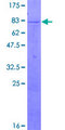 ZNF683 Protein - 12.5% SDS-PAGE of human ZNF683 stained with Coomassie Blue