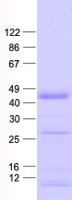 ZNF684 Protein