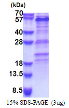 ZNF689 Protein