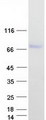 ZNF692 Protein - Purified recombinant protein ZNF692 was analyzed by SDS-PAGE gel and Coomassie Blue Staining