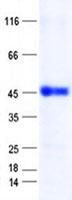 ZNF696 Protein