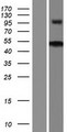 ZNF704 Protein - Western validation with an anti-DDK antibody * L: Control HEK293 lysate R: Over-expression lysate