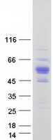 ZNF704 Protein - Purified recombinant protein ZNF704 was analyzed by SDS-PAGE gel and Coomassie Blue Staining
