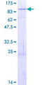 ZNF709 Protein - 12.5% SDS-PAGE of human ZNF709 stained with Coomassie Blue