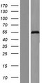 ZNF71 Protein - Western validation with an anti-DDK antibody * L: Control HEK293 lysate R: Over-expression lysate