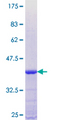 ZNF71 Protein - 12.5% SDS-PAGE Stained with Coomassie Blue.