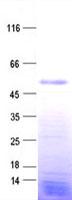 ZNF718 Protein