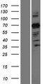 ZNF746 / PARIS Protein - Western validation with an anti-DDK antibody * L: Control HEK293 lysate R: Over-expression lysate
