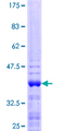 ZNF75A Protein - 12.5% SDS-PAGE Stained with Coomassie Blue.