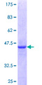 ZNF76 Protein - 12.5% SDS-PAGE Stained with Coomassie Blue.