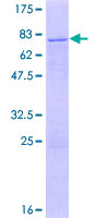 ZNF766 Protein - 12.5% SDS-PAGE of human LOC90321 stained with Coomassie Blue