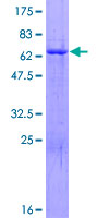 ZNF783 Protein