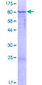ZNF791 Protein - 12.5% SDS-PAGE of human ZNF791 stained with Coomassie Blue