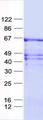 ZNF8 Protein