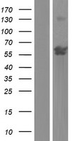 ZNF837 Protein - Western validation with an anti-DDK antibody * L: Control HEK293 lysate R: Over-expression lysate