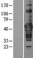 ZNF843 Protein - Western validation with an anti-DDK antibody * L: Control HEK293 lysate R: Over-expression lysate