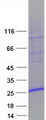 ZNHIT3 Protein - Purified recombinant protein ZNHIT3 was analyzed by SDS-PAGE gel and Coomassie Blue Staining