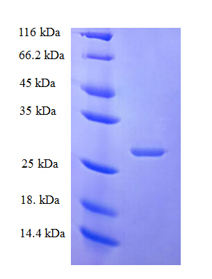 ZNRD1 Protein