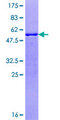 ZNRF1 Protein - 12.5% SDS-PAGE of human ZNRF1 stained with Coomassie Blue