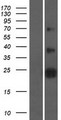 ZNRF2 Protein - Western validation with an anti-DDK antibody * L: Control HEK293 lysate R: Over-expression lysate
