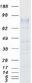 ZP2 Protein - Purified recombinant protein ZP2 was analyzed by SDS-PAGE gel and Coomassie Blue Staining