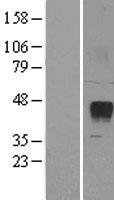 ZPBP2 Protein - Western validation with an anti-DDK antibody * L: Control HEK293 lysate R: Over-expression lysate